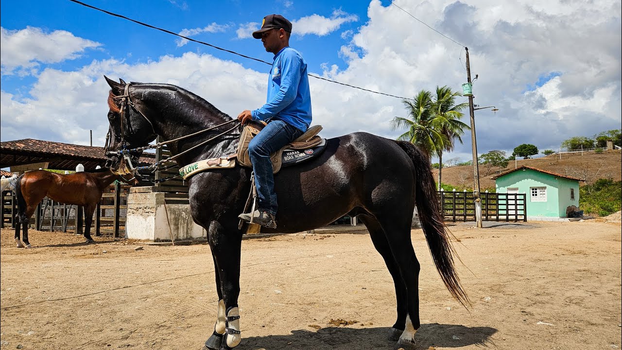 CAVALOS DE VAQUEJADA COM DOCUMENTO PRA VENDA EM SANHARÓ PERNAMBUCO!!