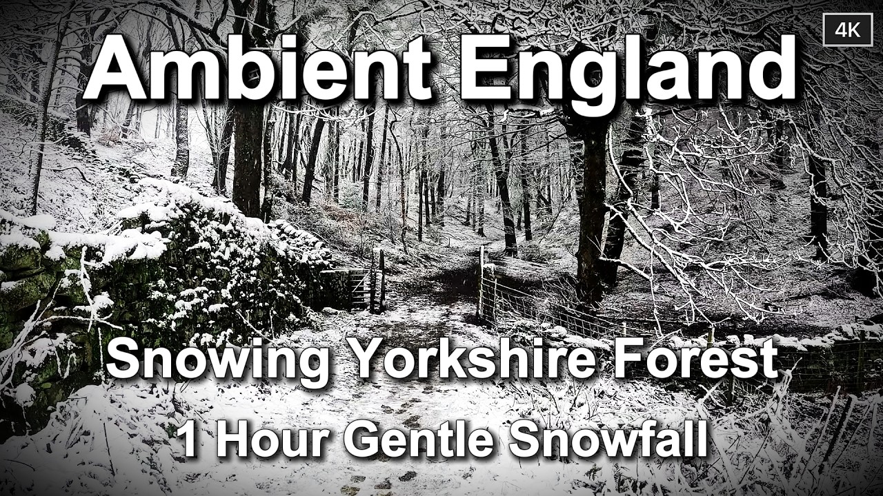 1 Hour Snowing Yorkshire Forest Ambience 01 | Peaceful Natural Sounds, No Music, Still Camera.