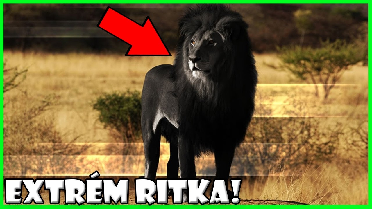 A LEGFURCS&Aacute;BB HIBRID &Aacute;LLATOK A VIL&Aacute;GON, AMIKRŐL EL SEM HINN&Eacute;D, DE VAL&Oacute;BAN L&Eacute;TEZNEK! | *2. R&Eacute;SZ*
