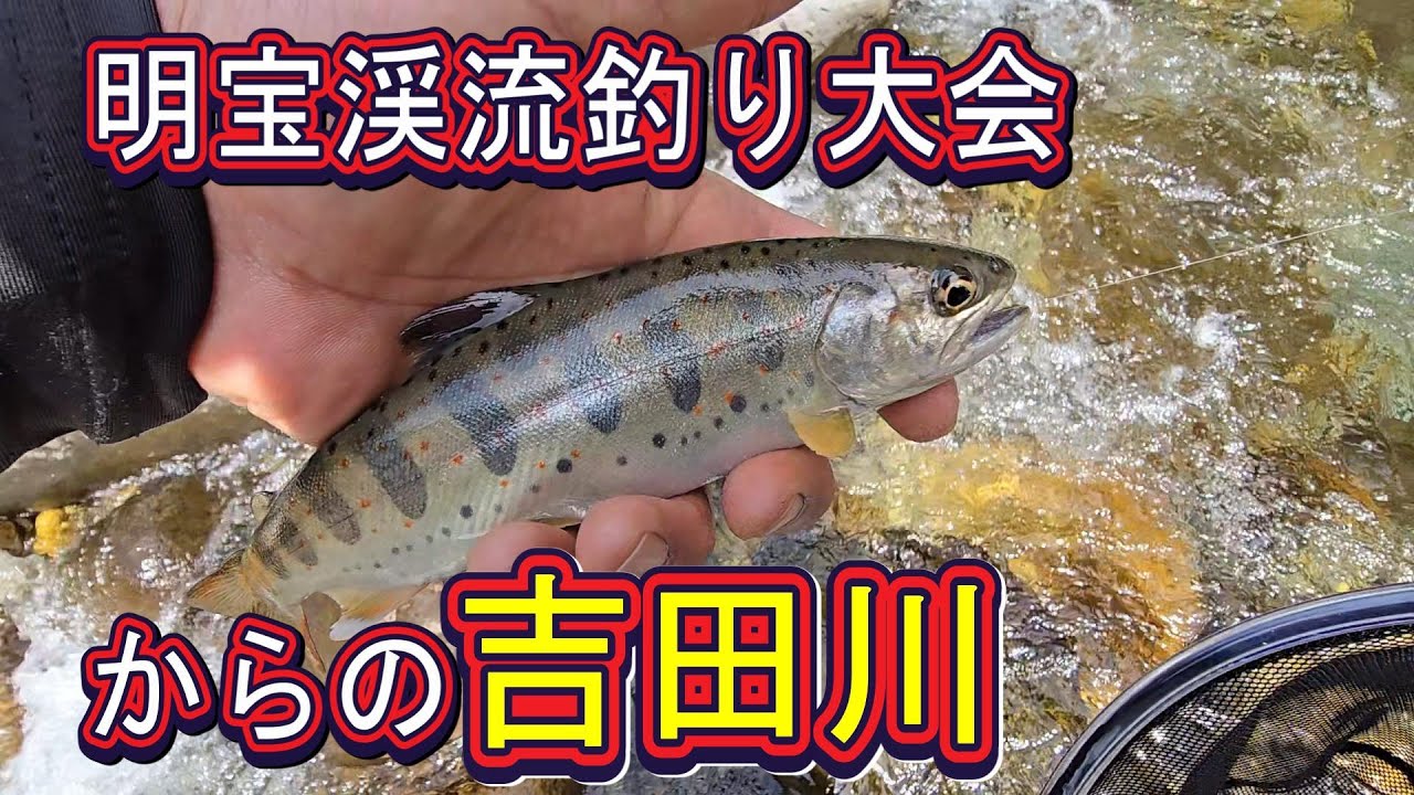 【明宝渓流釣り大会からの吉田川アマゴ釣り。そして親子釣り大会取材】新緑に癒される～　渓流釣り