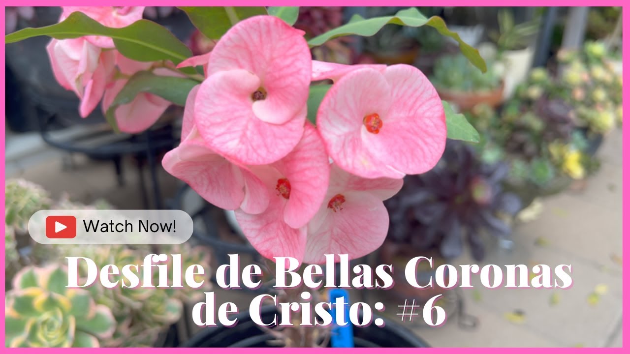 Desfile de Bellas Coronas de Cristo: #6