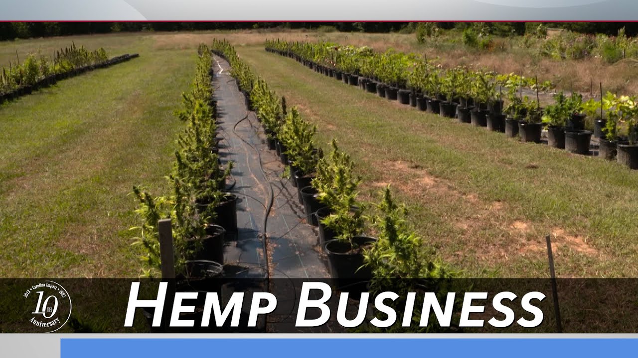 Blackberry Ridge Farm and the Hemp Business | Carolina Impact