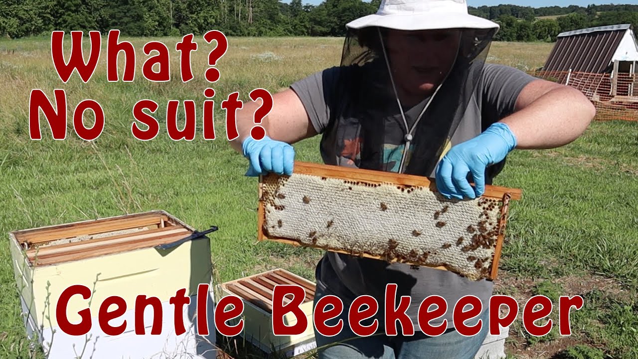 Beekeeping without a BEE SUIT? Yes! It can be done