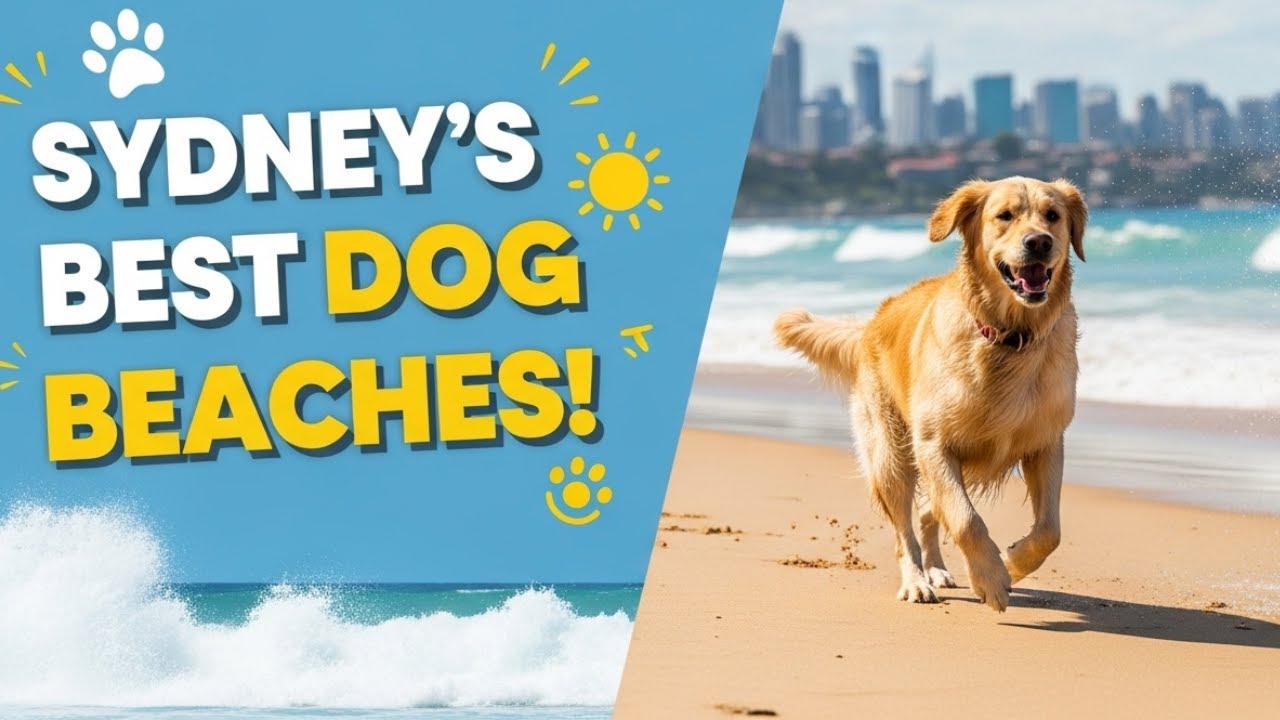 Top Dog-Friendly Beaches in Sydney, Australia