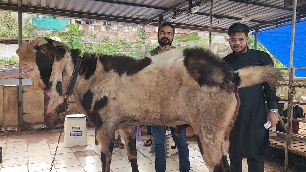 Hyderabadi Goats Breeding Setup Aisa Rate Ke Aapka Saukh Badega | Ayesha Goat House Ghatkopar Mumbai