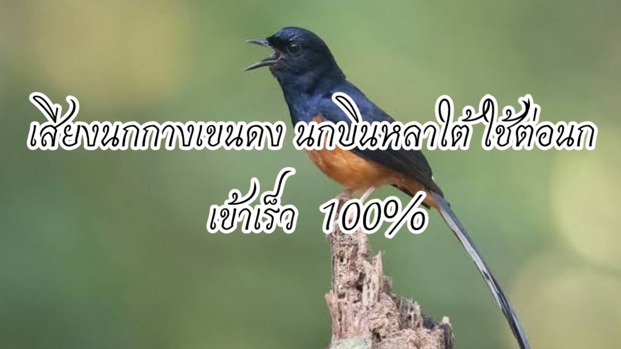เสียงนก กางเขนดง นกบินหลาใต้ ใช้ต่อนก เข้าเร็ว 100%