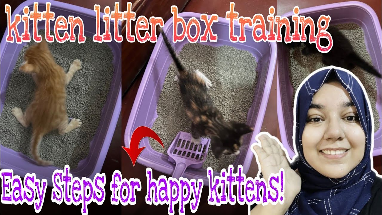 How to Train kittens to USE the Litter Box | How Little kittens Learn to go to the Litter Box