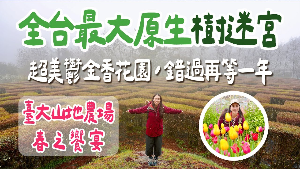 【南投｜臺大山地農場🌸梅峰農場】春之饗宴僅此17天，春日限定的山林盛典 #一葉蘭 #春之饗宴 #梅峰農場 #臺大山地農場 #季節限定 #景點 #開箱 #迷宮 #全台灣最大迷宮 #農場 #親子