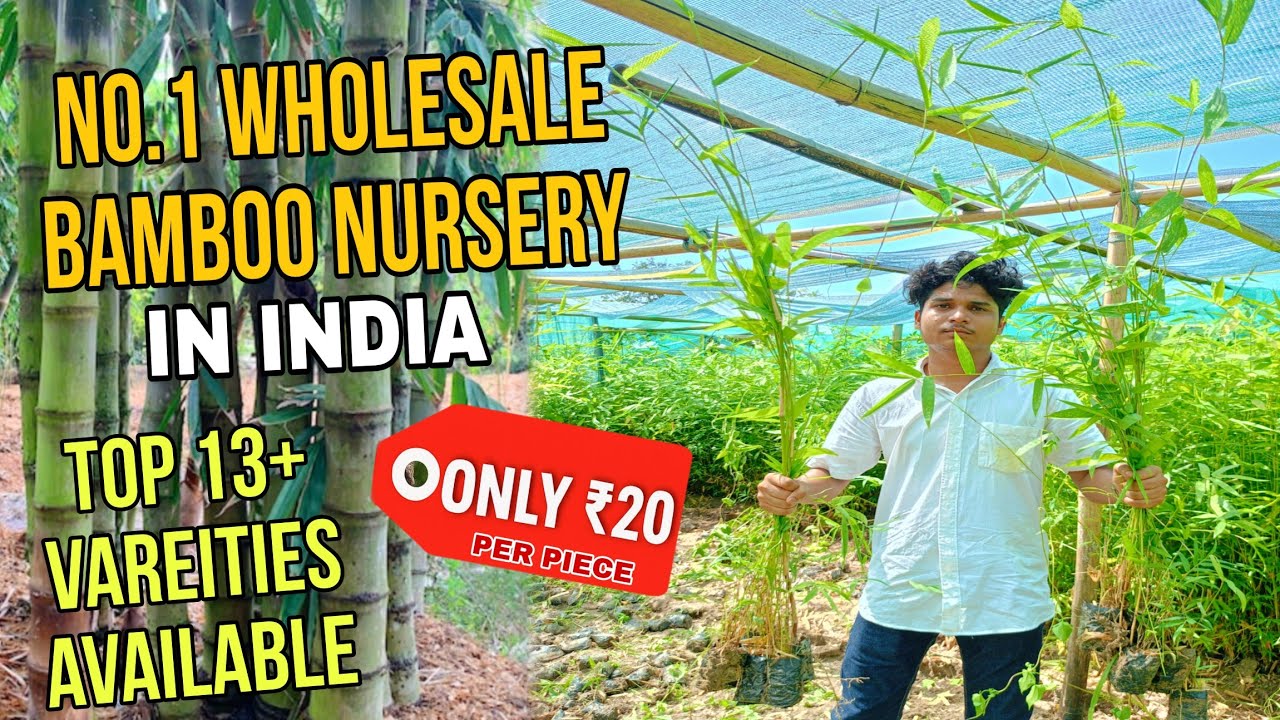 Buy Bamboo Plants at Wholesale Price | Top 13 Varieties Available!