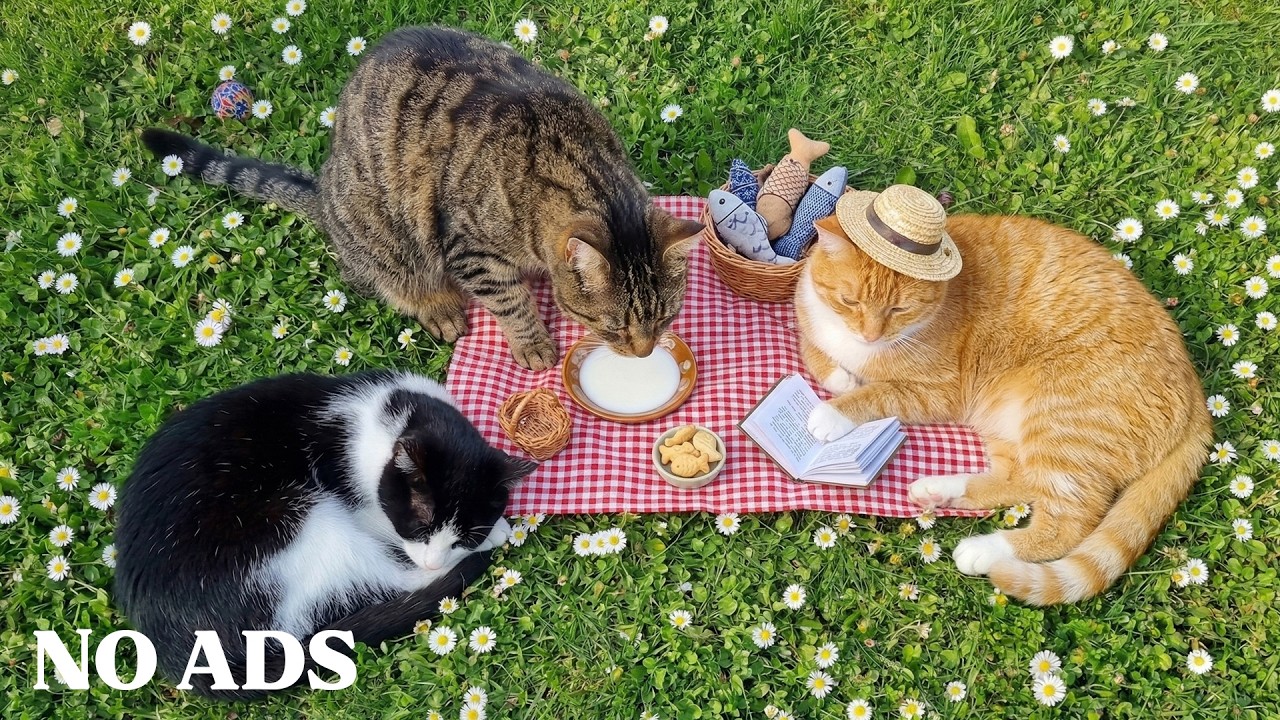 Calming Music for Cats (12 Hours) – Sleep Music for Anxious Cats