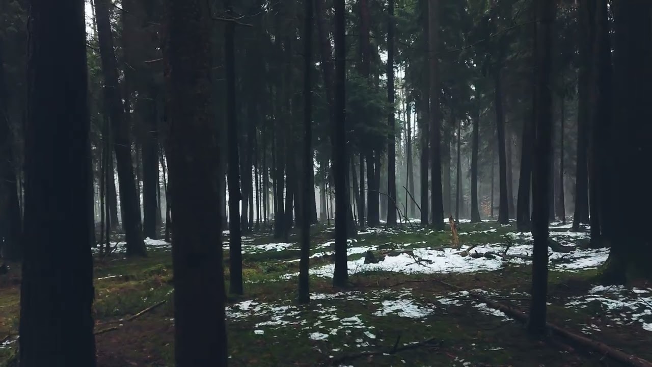 8 min Walk in the Misty Pine Tree Forest at a Rainy Day - ASMR Footsteps and Rain Drop Sounds