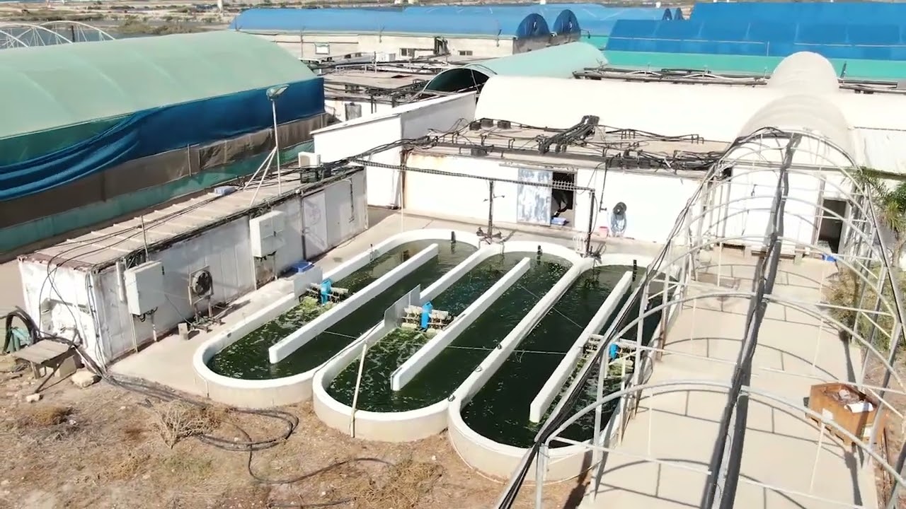 Live Nannochloropsis raceway ponds