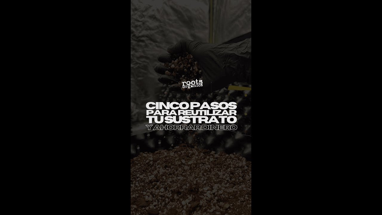 Reutiliza tu sustrato y ahorra dinero en 5 pasos 🌱🔥
