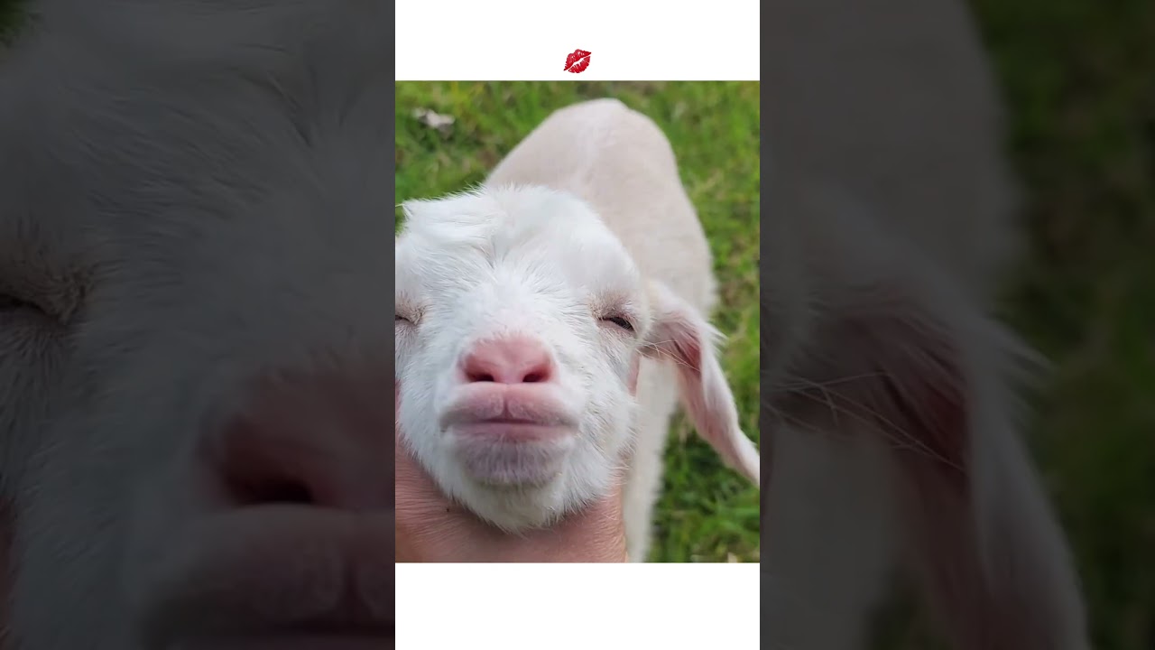 💋💋// #염소 #입술 #요염 #섹시 #난 #여자 #baby #goat #lips #sexy #girl #animalsfarm