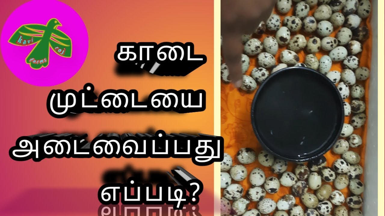 How to load quail eggs in incubator/காடை முட்டையை அடைவைப்பது எப்படி/kavi raj/vellore