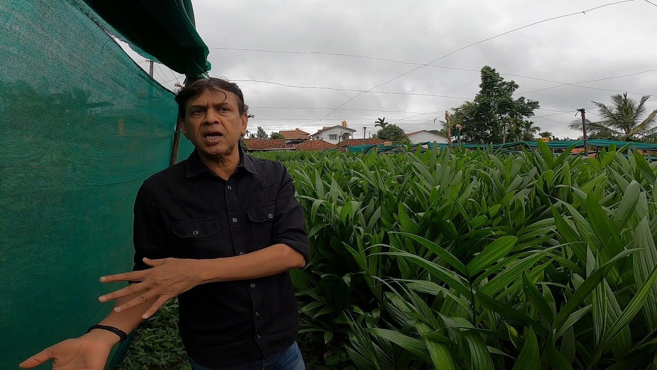 BEST ORGANIC ARECANUT NURSERY BY HASIRU ORGANICS| contact number 9448320473