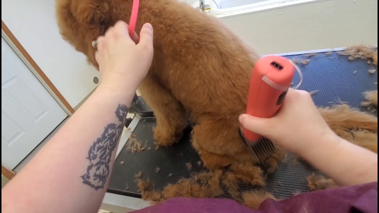 Mini Golden Doodle Puppy..1st Groom