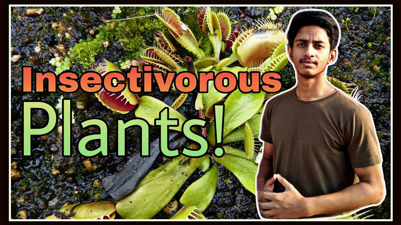 Insectivorous plants in Hindi | What are insectivorous plants?