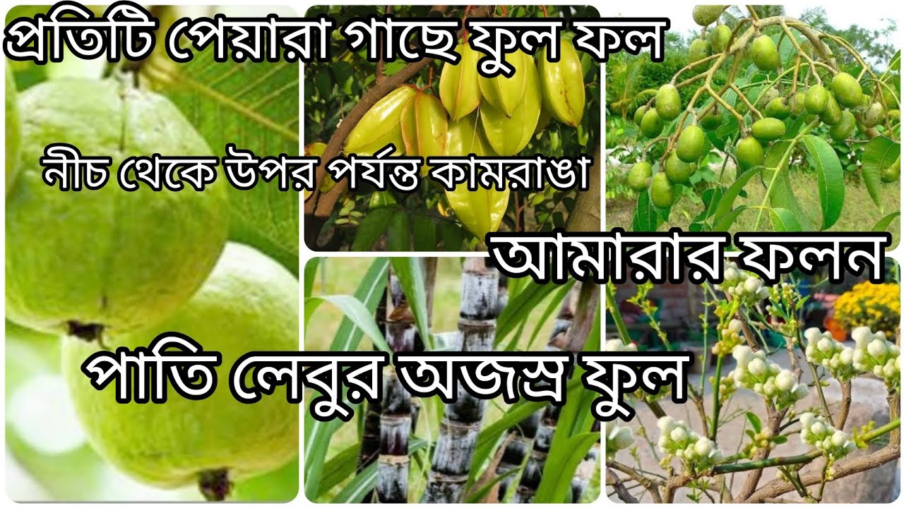 ছাদ বাগানে জৈব উপায়ে ফলের মেলা। গাছ লাগান রাসায়নিক মুক্ত। 
