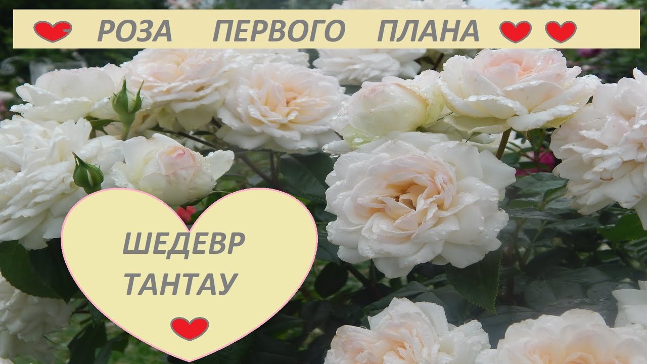РОЗА ПЕРВОГО ПЛАНА.ШЕДЕВР ТАНТАУ.Съёмка за 3 раза с разницей 4-6 дней.