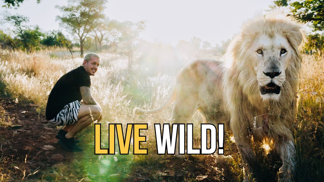 A Lions Wild Life - Dean Schneider