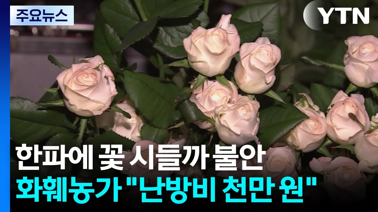 한파에 꽃 시들까 불안...화훼농가 