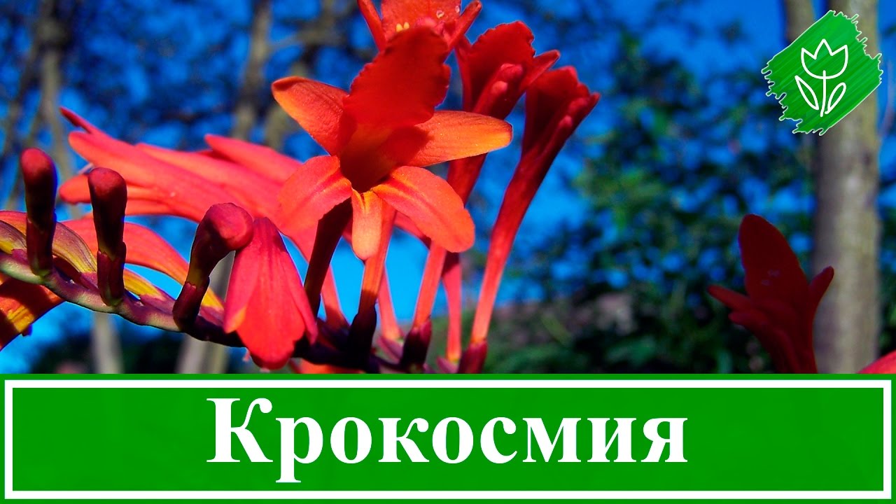 🌹 Цветок крокосмия (монтбреция) – посадка и уход в открытом грунте: выращивание из семян