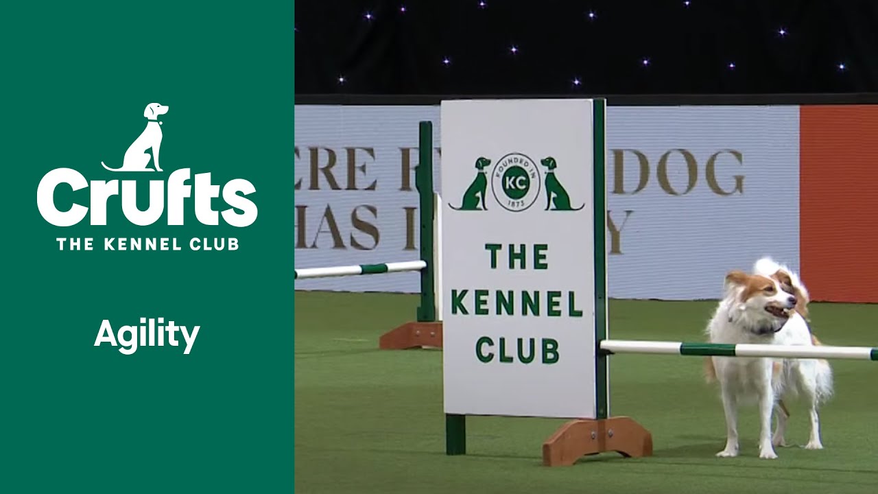 Rescue Dog Agility | ​Crufts 2022