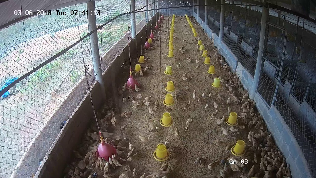 H&igrave;nh tượng con g&agrave; trong văn h&oacute;a