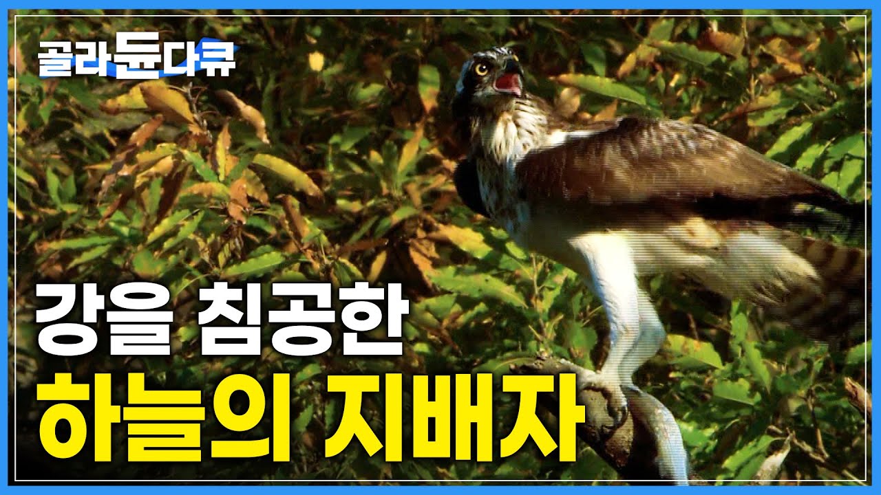 물을 이겨내고 물고기의 영역 강을 점령한 새들 │새의 사냥 기술│다큐프라임│#골라듄다큐