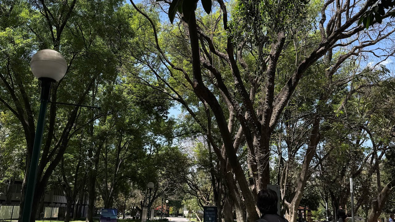 Inductivismo al sentido común 