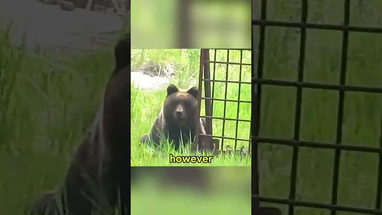 Медведь против капкана: борьба за свободу #BrownBear #WildlifeRescue #AnimalSurvival