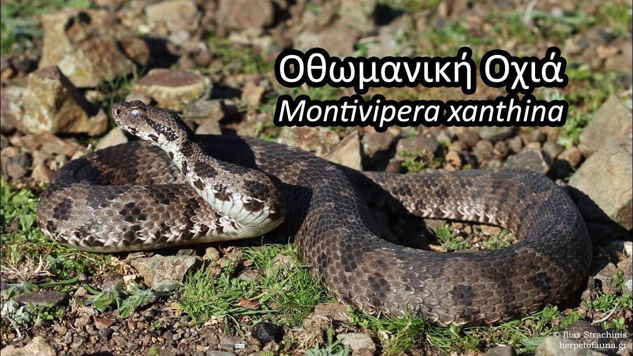 &Omicron;&theta;&omega;&mu;&alpha;&nu;&iota;&kappa;ή &Omicron;&chi;&iota;ά (Montivipera xanthina) &alpha;&pi;ό &tau;&eta; &Sigma;&alpha;&mu;&omicron;&theta;&rho;ά&kappa;&eta; - Ottoman Viper