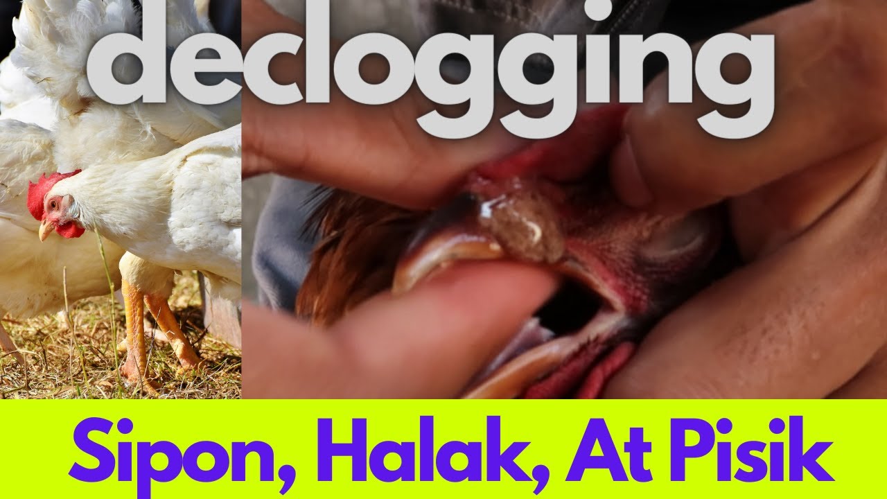 Paano Gamutin Ang Sipon, Halak, At Pisik Ng Manok? Declogging | Sakit | Free Range winwin farm