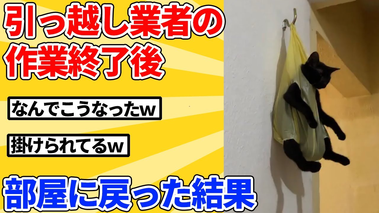 【2ch動物スレ】引っ越し業者「作業終わりました」→部屋に戻った結果ｗｗｗｗｗ