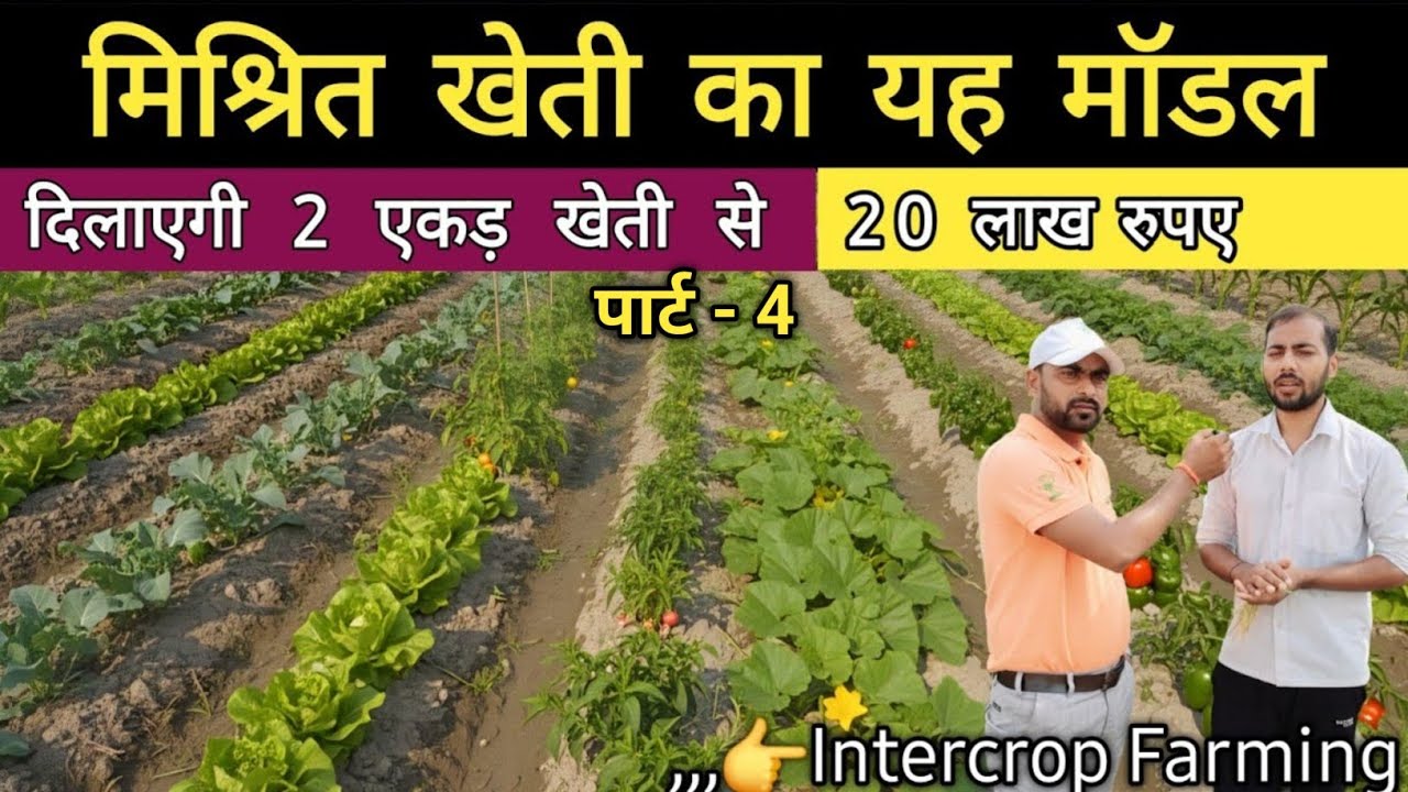 How To Start Intercrop Vegetable Farming Step-By-Step Part - 4 | Mixed Vegetable Farming In India 