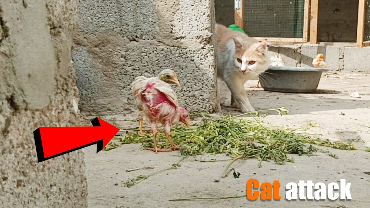 Cats Attacking  |  cat ne colorful chicks maar diya .😥