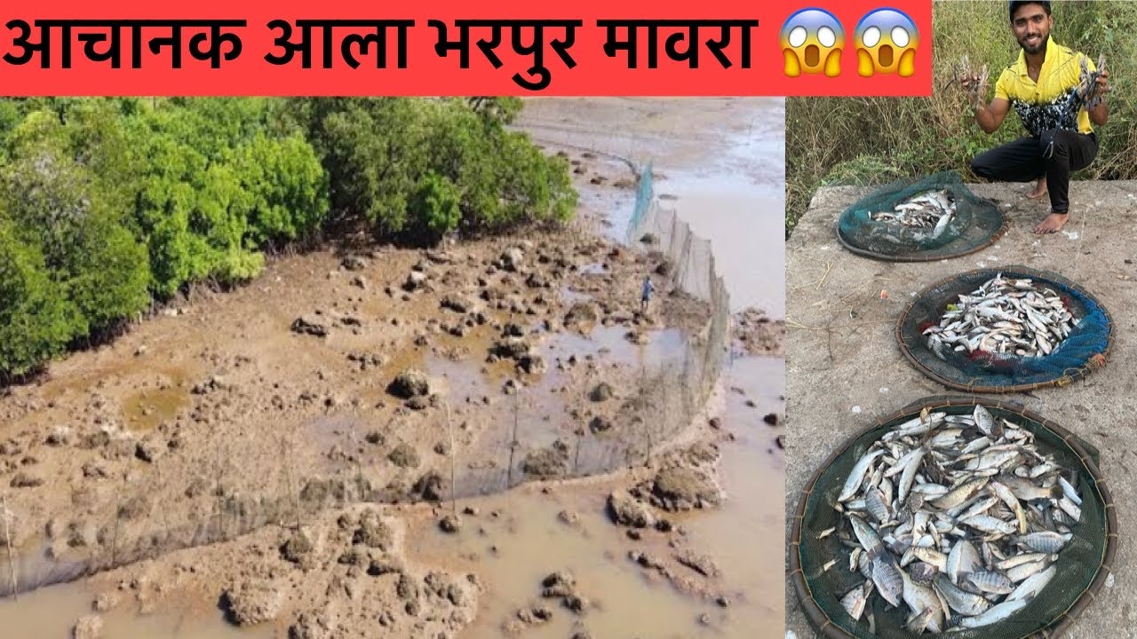 नदीला घेरा घालून पकडली 60 कीलो मच्छी😱 /जिताडी,तांब,चिम्बोरी,बोयटे,वरस / traditional fishing