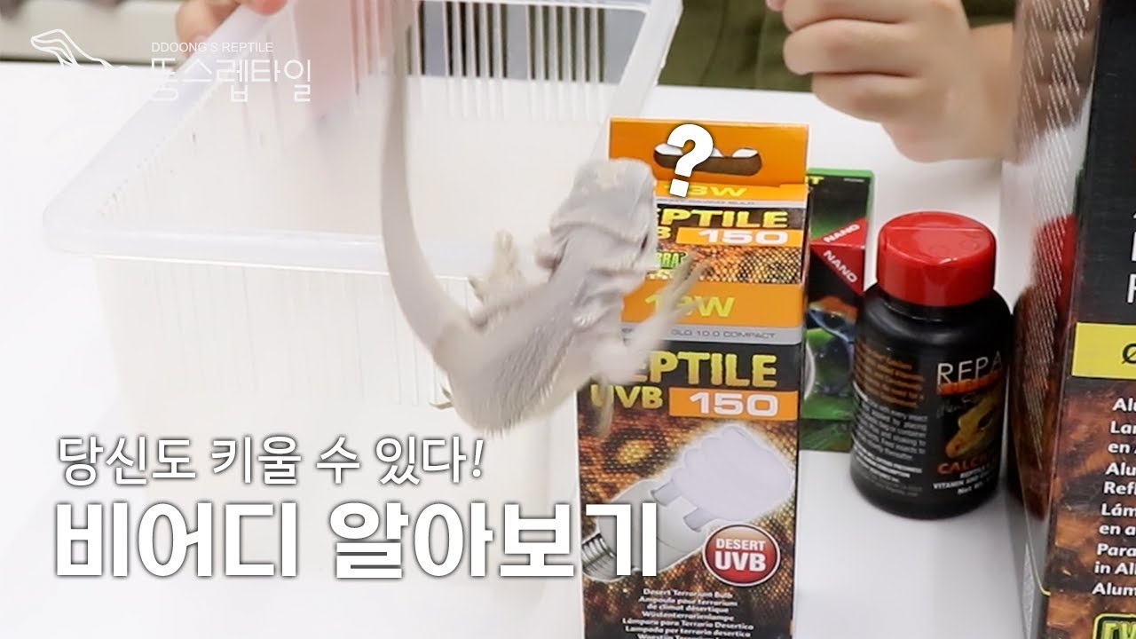 당신도 키울 수 있다!┃비어디드래곤편