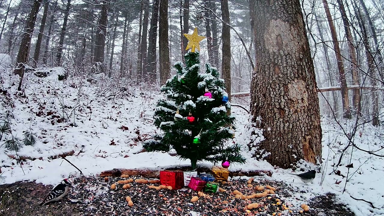 Christmas Bird Watching Part 1 4K