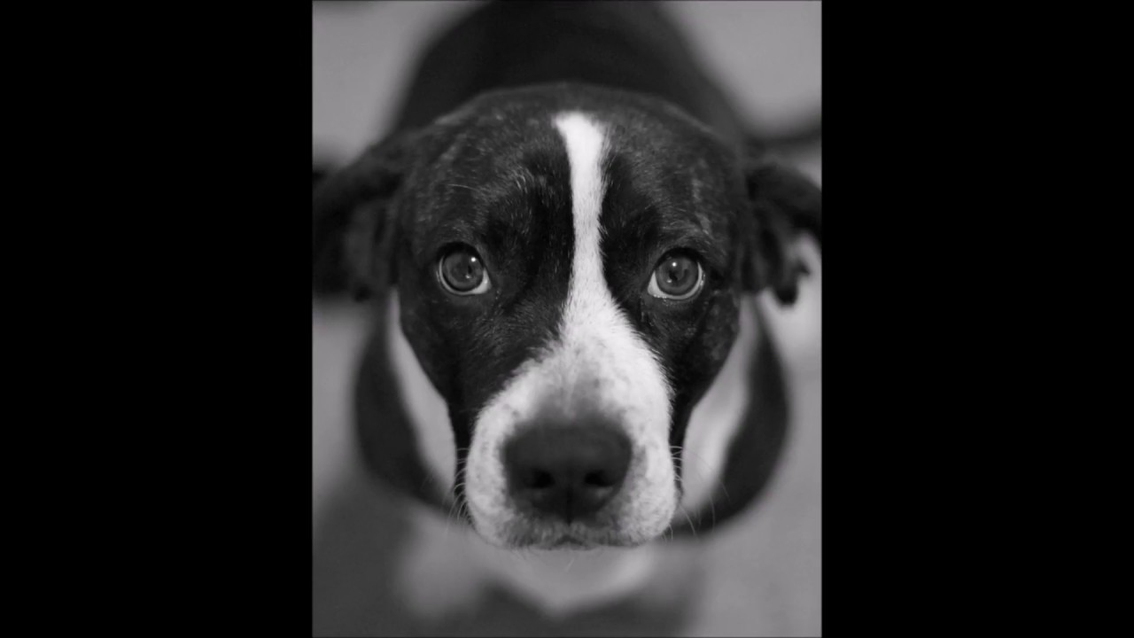 この犬と飼い主との「心」の絆に関する興味深い発見