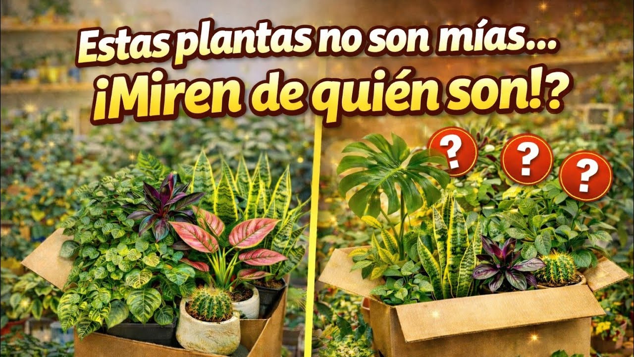 DE QUIÉN SON ESTAS PLANTAS?