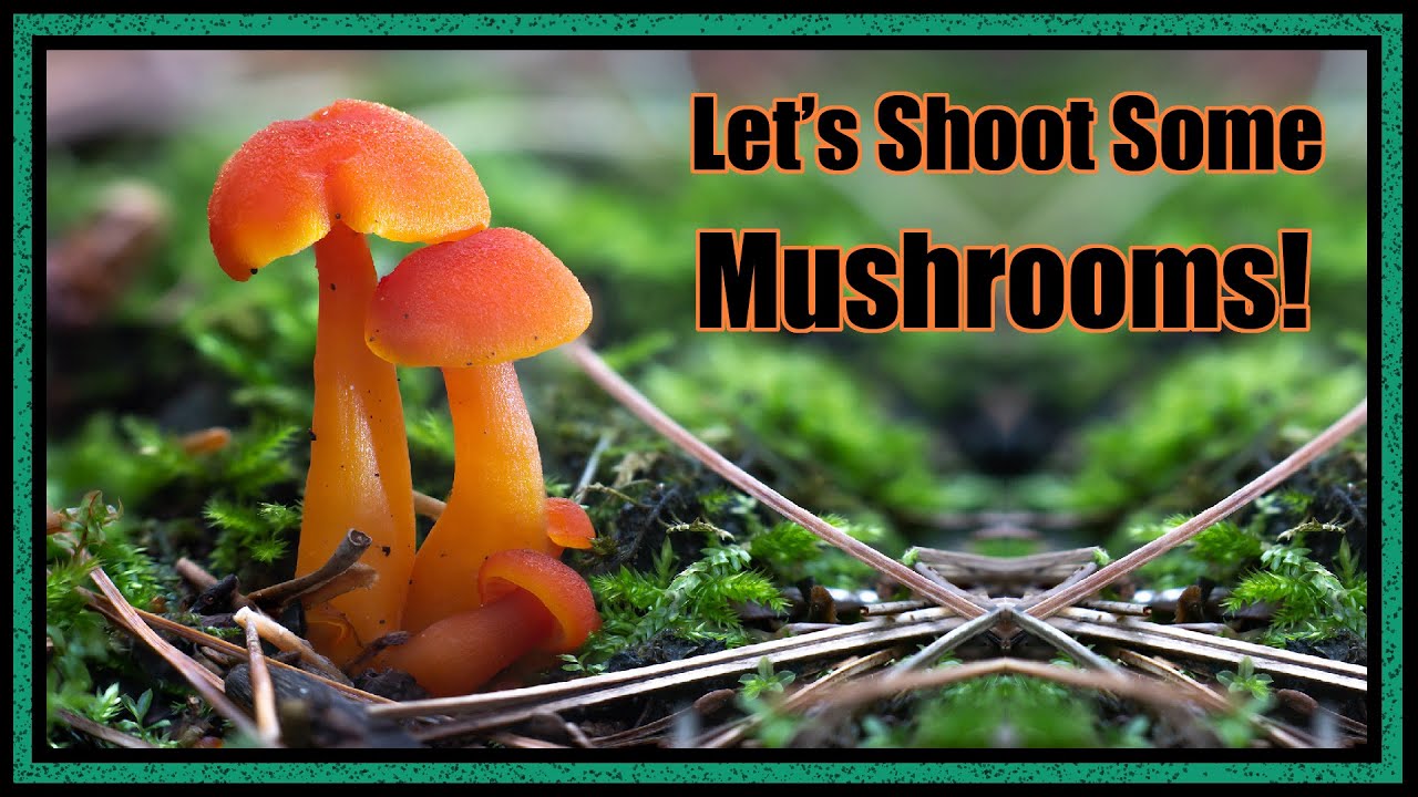 Mushroom Photography in Muskoka