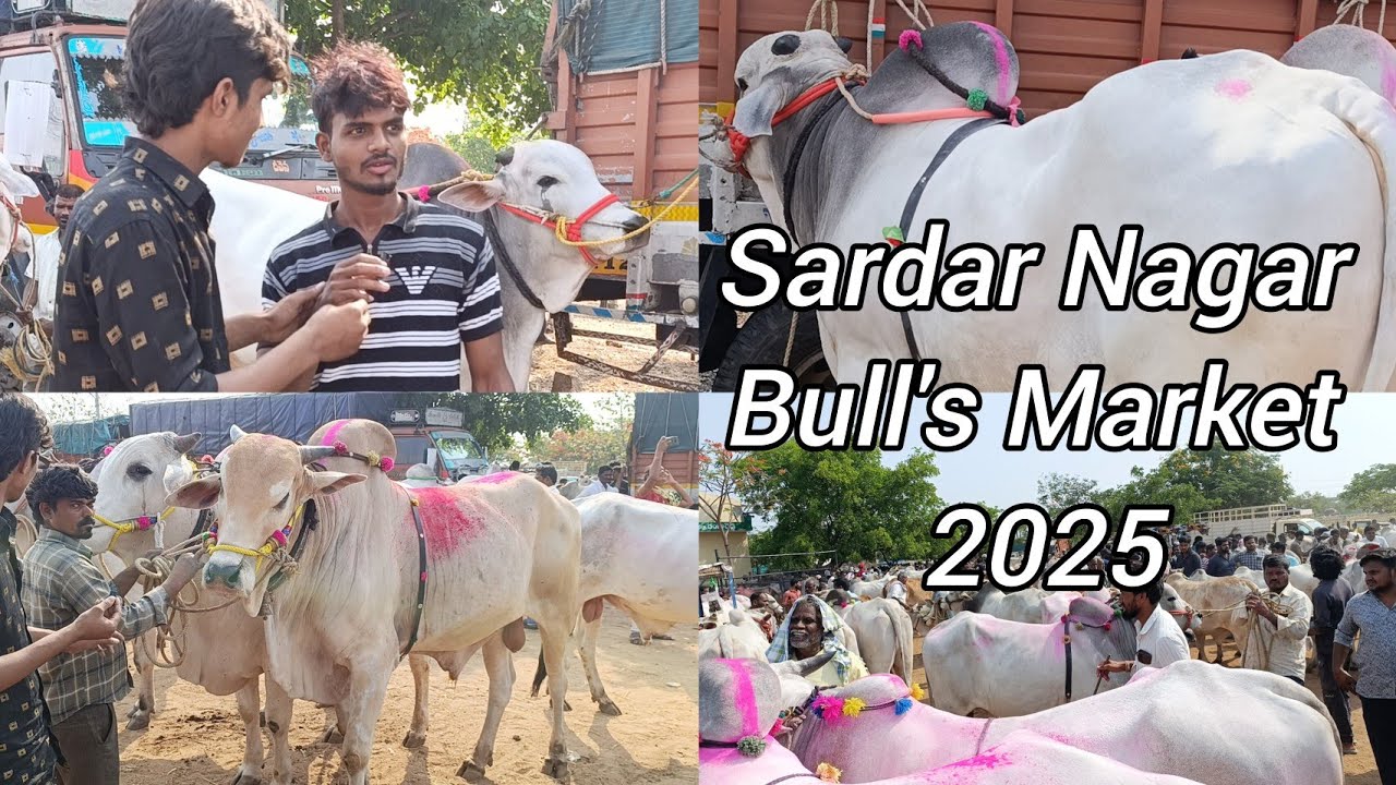 Sardar Nagar Bull's Market Part 2 || Biggest Ongole Bull's in India