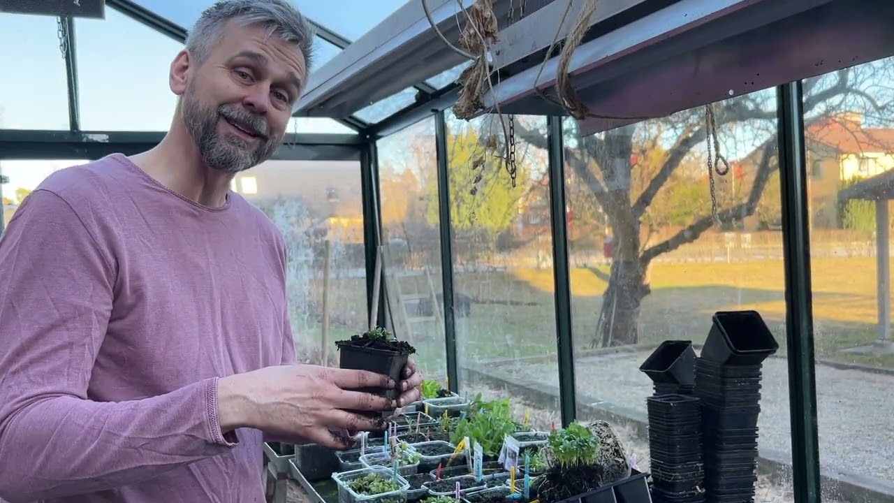 Omplantering av koriander