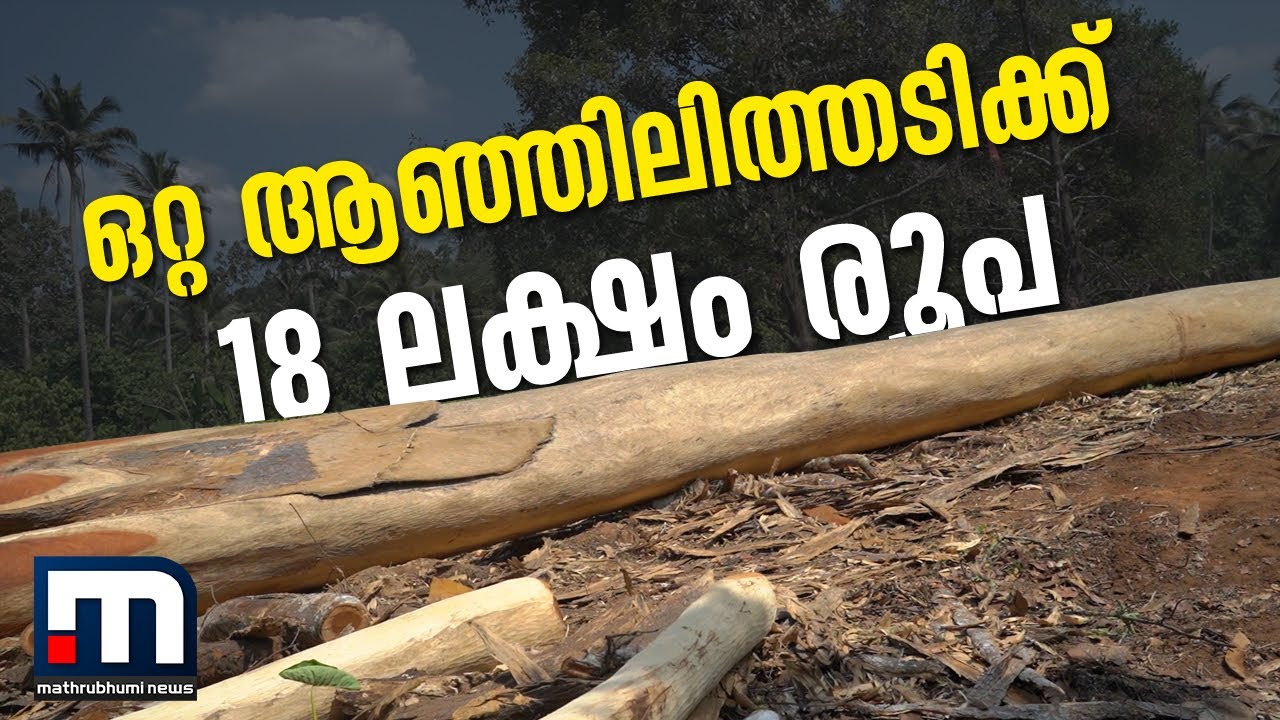 ഒറ്റ ആഞ്ഞിലിത്തടിക്ക് 18 ലക്ഷം രൂപ| Wild jack wood| Anjili tree| Pala| Kottayam| High price
