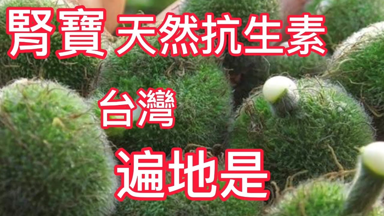顧腎如刀❗腎寶❗牛皮癬❗天然抗生素 顧好你老公的腎 顧你肝腎眼睛和筋骨 治頑固牛皮癬  台灣遍地是寶老少都愛吃 【構樹果醬果汁】構樹葉