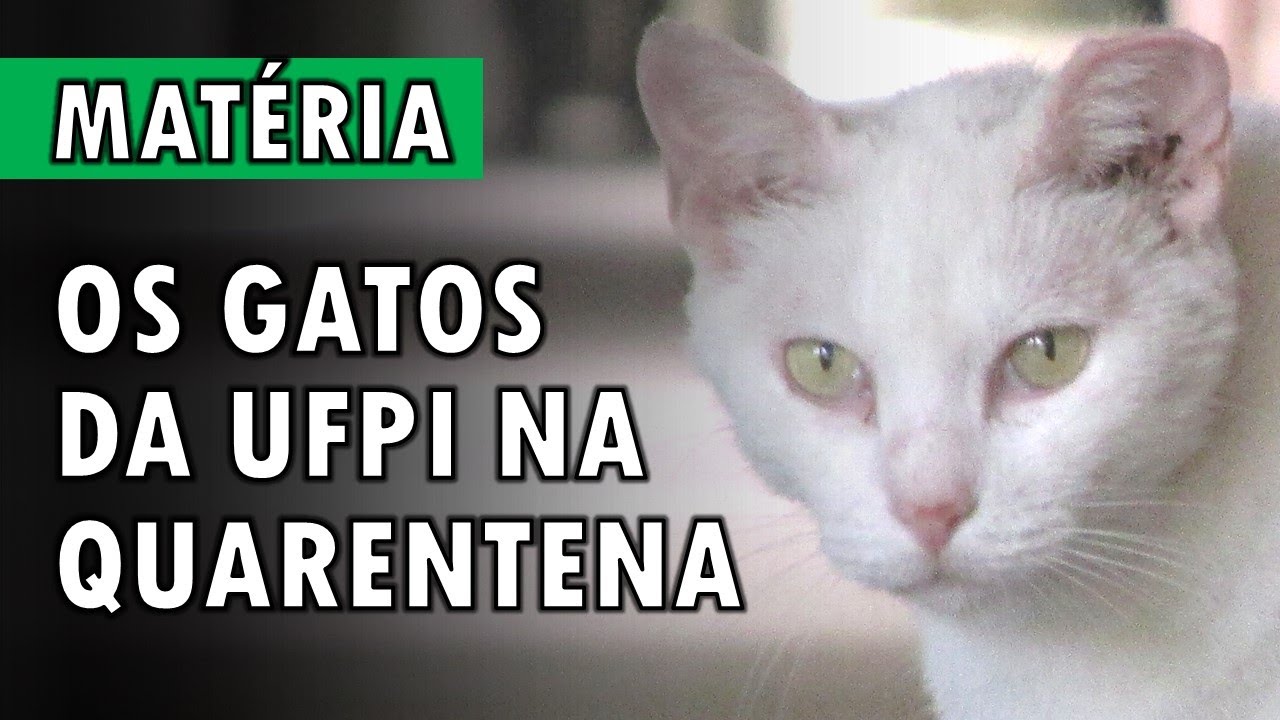 BICHOS DA UFPI NA QUARENTENA | catufpi