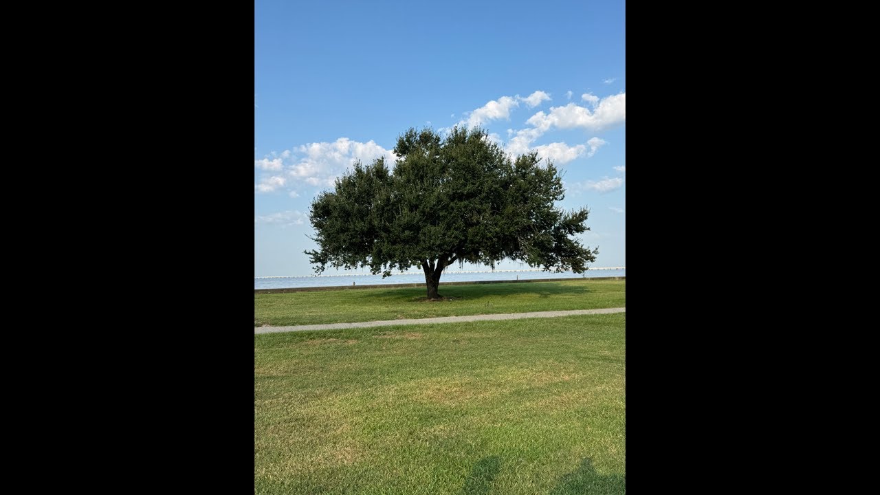 Not so daily fishing report 8/5/2026 No fish but saw some alligators!