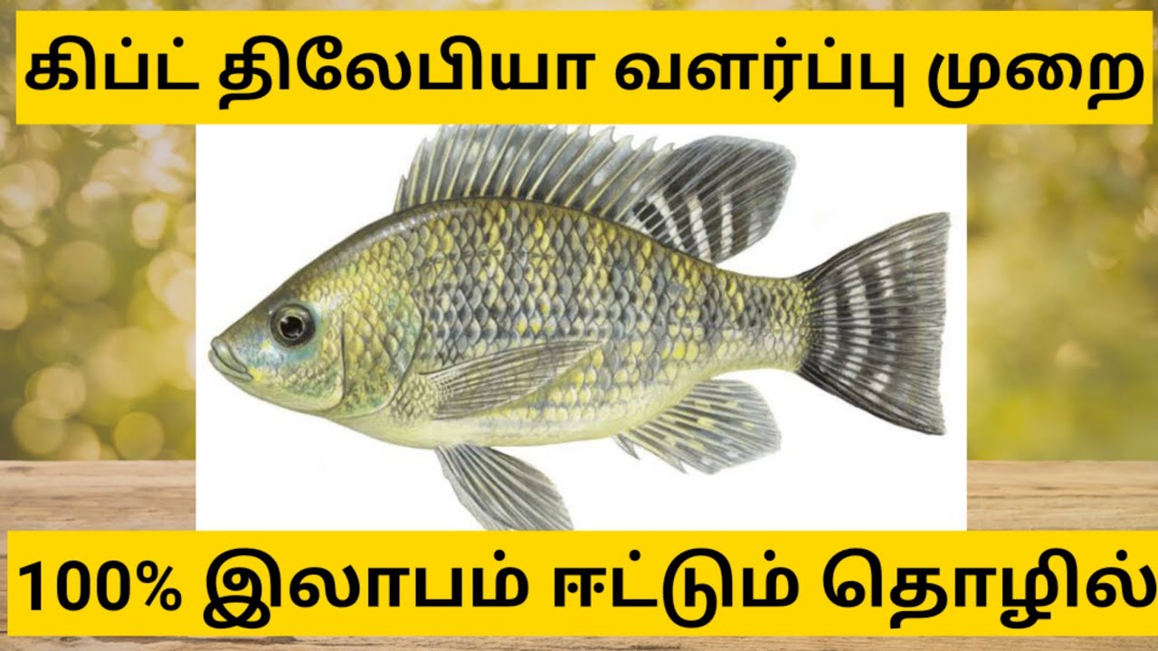 கிப்ட் திலேபியா மீன் வளர்ப்பு முறை|அதிக இலாபம் ஈட்டும் முறை | How to make culture Gift Tilapia fish